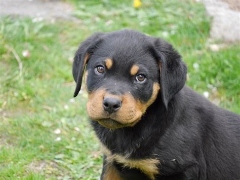 Rottweiler Puppies 